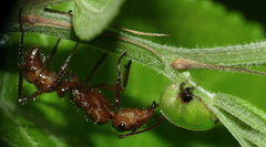 Smiliinae