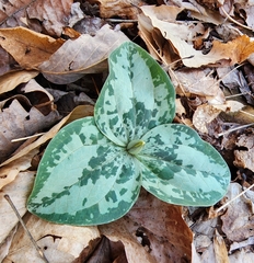 Trillium decumbens