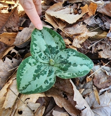 Trillium decumbens