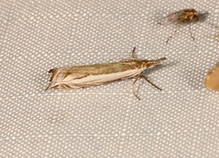 Raphiptera argillaceellus