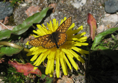 Euphydryas asiatica