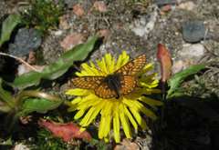 Euphydryas asiatica
