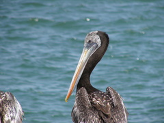 Pelecanus thagus