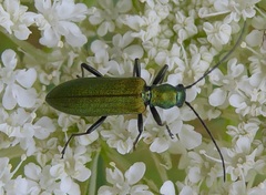 Chrysanthia viridissima