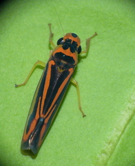 Poeciloscarta