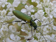 Chrysanthia viridissima