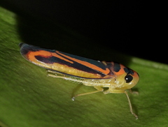 Poeciloscarta