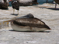 Pelecanus thagus