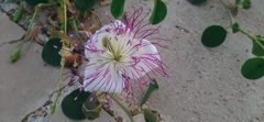 Capparis orientalis