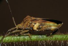Meropachyinae