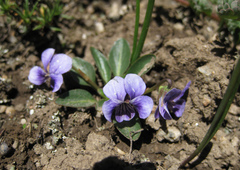 Viola thianschanica