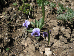 Viola thianschanica