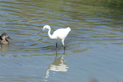 Egretta garzetta