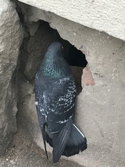 Columba livia domestica