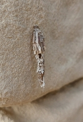 Canephora hirsuta