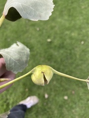 Pemphigus populitransversus