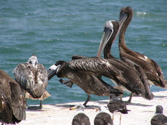Pelecanus thagus