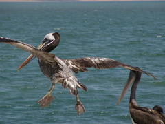 Pelecanus thagus