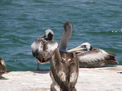 Pelecanus thagus