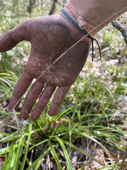 Rhynchospora miliacea