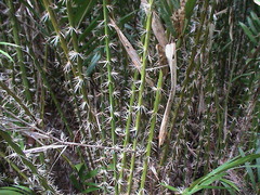 Calameae