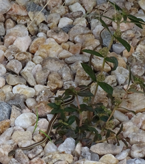 Psammophis subtaeniatus