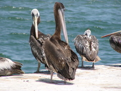 Pelecanus thagus