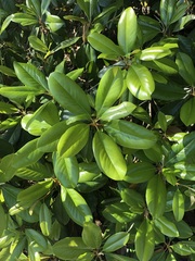 Magnolia grandiflora