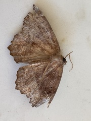 Eutrapela clemataria