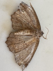 Eutrapela clemataria