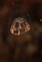 Melicertum octocostatum