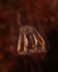 Melicertum octocostatum