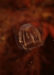 Melicertum octocostatum