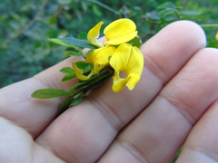 Hippocrepis emerus