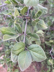 Afrocanthium gilfillanii