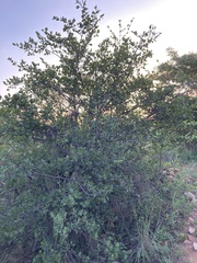 Afrocanthium gilfillanii