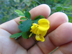Hippocrepis emerus