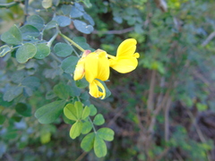 Hippocrepis emerus