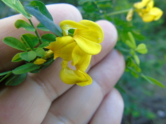 Hippocrepis emerus