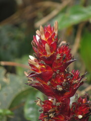 Guzmania