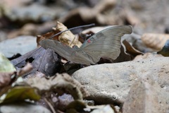 Dophla evelina