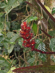 Guzmania