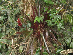 Guzmania