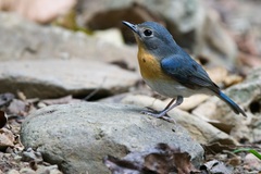 Cyornis sumatrensis