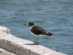 Larus belcheri