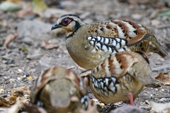 Arborophila brunneopectus