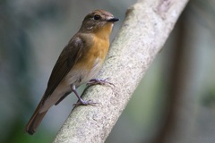 Cyornis whitei