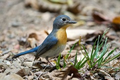 Cyornis sumatrensis