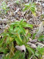 Valerianella locusta