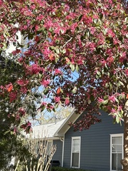 Loropetalum chinense